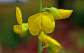 Image result for Crotalaria subcapitata