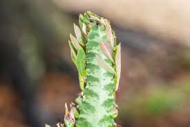 How to grow cactus seeds? How To Grow And Care For The African Milk Tree