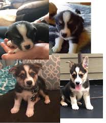 Check spelling or type a new query. My Older Brother Got This Corgi Pomeranian Mix A Few Months Ago Here Is His Progress Pictures 9gag
