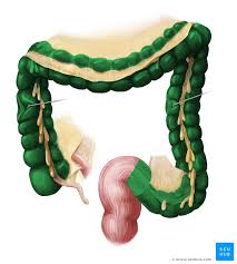 It extends from the end of the small bowel to the rectum; Colon Anatomy Histology Composition Function Kenhub