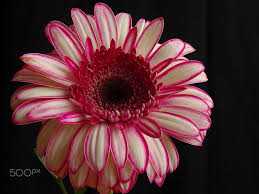 Gerbera daisy flowers near me. My Gerbera Gerbera Gerbera Daisy Flowers