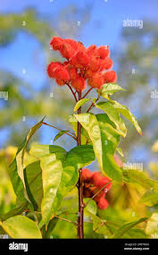 Image result for Bixaceae