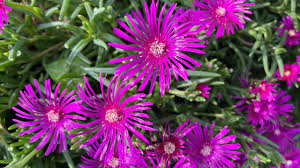 Image result for Lampranthus
