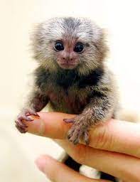 24 Pygmy Marmoset Ideas Pygmy Marmoset Animals Wild Animals Beautiful