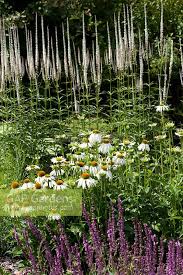 Named after an american physician, culver's root is a native american perennial that grows in forests, meadows, and prairies throughout the midwest. Veronicastrum Virgin Stock Photo By Jan Smith Image 0272868