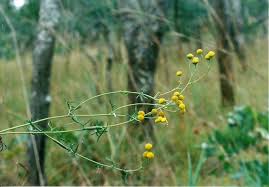 Image result for Schistostephium crataegifolium