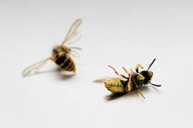 Fliegen in der wohnung und im haus verhindern. Dieses Tierchen Halt Die Zurcher Am Meisten Auf Trab Nzz