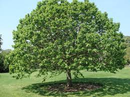 Castanea es un género de plantas de la familia de las fagáceas, nativas de las regiones templadas del hemisferio norte, conocidas comúnmente como castaños. Castano Harry Potter Wiki Fandom