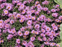 Plants Allergy Sufferers Should Avoid Fall Perennials Flowers Perennials Perennials