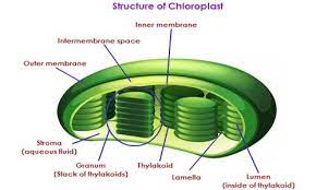 Notes On Plastid Grade 11 Biology Cell Organelles Kullabs Com Plant Cell Photosynthesis Chlorophyll