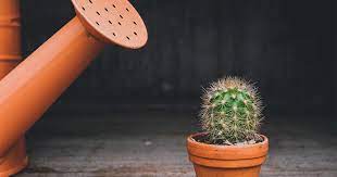 Lo bueno es que, cuando se les da agua, se recuperan rápidamente. Quieres Conocer Mis Secretos Para Regar Mis Cactus Y Suculentas