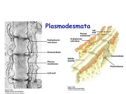 We did not find results for: Plant Cell Walls Chapter 3 Where Is The Cell Wall Of Plant Cells Located A Inside The Plasma Membrane B Outside The Plasma Membrane C Between The Plasma Ppt Download