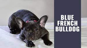 Jun 04, 2021 · french bulldog puppies for sale illinois under 600. Blue French Bulldog Must Know Facts About The Rare Breed Petmoo