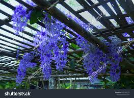 Image result for Petrea volubilis