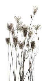Insieme del disegno del fiore del mazzo rosa e bianco della struttura dell'acquerello del fiore rosa. Hairdo Still Plant Aesthetic Plant Photography Plants