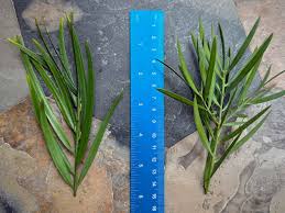 Image result for Afrocarpus