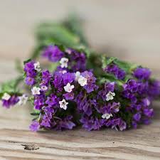 Maybe you would like to learn more about one of these? Royal Purple Statice