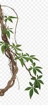 Image result for Vernonia karaguensis