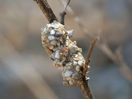 Image result for Nesogenaceae