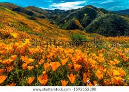 We did not find results for: Shutterstock Puzzlepix