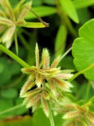 Image result for Pycreus pumilus