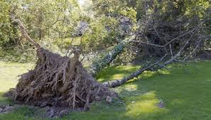 We did not find results for: What You Need To Know About Uprooted Trees Complete Tree Care