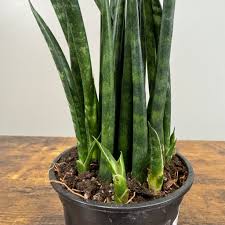 Image result for Sansevieria