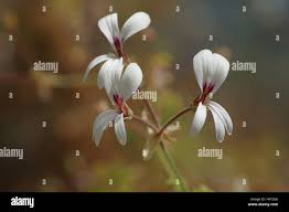 Image result for Pelargonium whytei