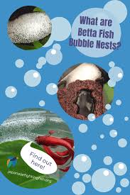 Betta Fish Bubble Nests Everything You Need To Know In 2020 Betta Fish Betta Bubbles