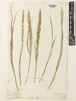 Image result for Dinebra