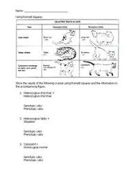 Spongebob squarepants recently met spongesuzie roundpants at a dance. Punnett Square Lesson Plans Worksheets Lesson Planet