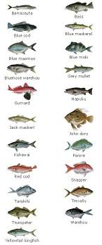 Different Fish Including Ones You Catch Sea Fish Fish Saltwater