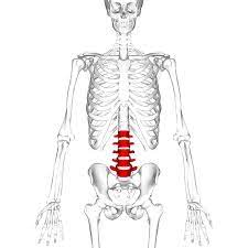 This diagram makes it easier for one to display many potential causes for a specific effect or problem. The Lumbar Spine Joints Ligaments Teachmeanatomy