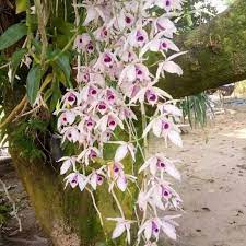 Koleksi bunga anggrek di orchid forest. Dendrobium Anosmum Orkid Hutan Bunga Berbau Wangi Semerbak Shopee Malaysia