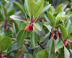 Mangrove Bruguiera Gymnorrhiza Aerial Roots Are Knee Roots That Emerge From The Mud Then Turn Sharply Back Down Into It Flower With 8 15 Narrow Thick Kebun