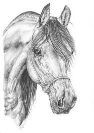 Check spelling or type a new query. Arabian Horse Coloring Pages