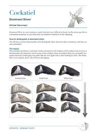 Cockatiel Colour Mutations Wing Diagram Parrot Wings