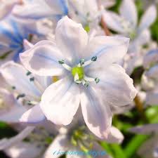 Blume Pflanze Und Natur Blumen Blume Flowers Flores Natur Nature Bluten Instagram Plants
