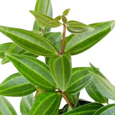 Image result for Duosperma quadrangulare