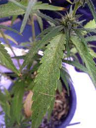 Getting rid of the spider mites may take some time; Spider Mites Cannabis How To Identify Get Rid Of Them Quickly