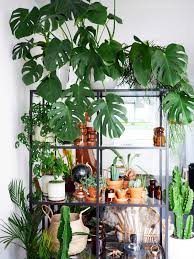 pin van l humphrey op h o m e thuis planten kamerplant decor muur plant