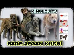 Kopek Dovusu Icin 25 Aracla Geldiler Youtube