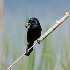 Black Bird With Blue Neck Ontario Grackle On Cattail Gulph Ontario Canada Art Photography Grackle Birds Birders Nature Naturelovers Artforsale Grackle Birds Black Bird