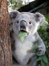 This Koala Can T Believe What He S Seen Koala Meme Koala Bear Cute Animals