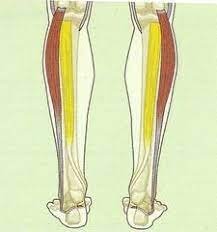 Nasm Muscles Origins And Insertions Flashcards Quizlet Flashcards Study Tools Muscle