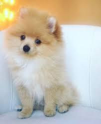 Kong Da Savage Logan Paul Kong Cute Animals Cute Puppies