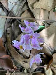 Image result for Brachycorythis pubescens