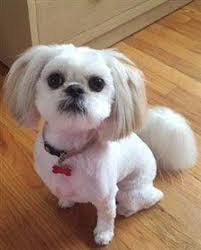 Adorable Shih Tzu Hair Styles In 2020 Shih Tzu Haircuts Shih Tzu Hair Styles Shih Tzu Grooming