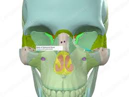Image result for Sphenoid Bone