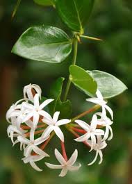 Image result for Carissa spinarum